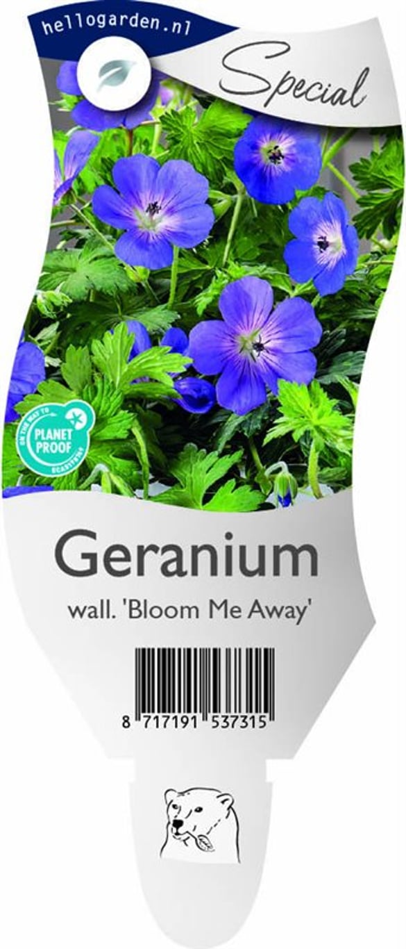 Geranium 'Bloom Me Away' - P11
